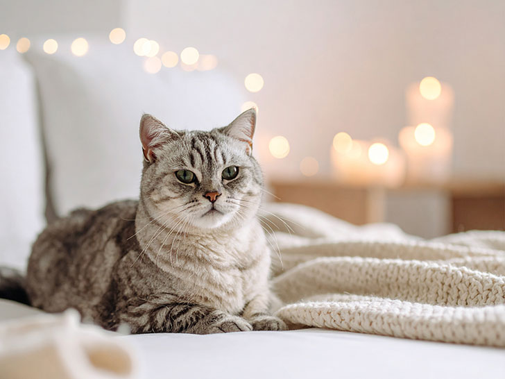 モダンでオシャレな部屋にたたずむ猫