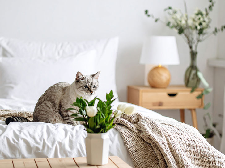 モダンでオシャレな部屋にたたずむ猫