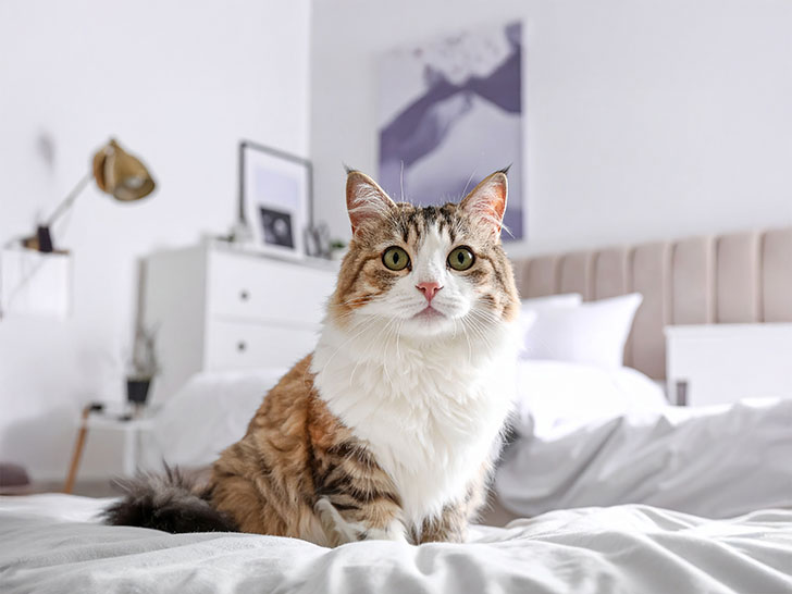 モダンでオシャレな部屋にたたずむ猫