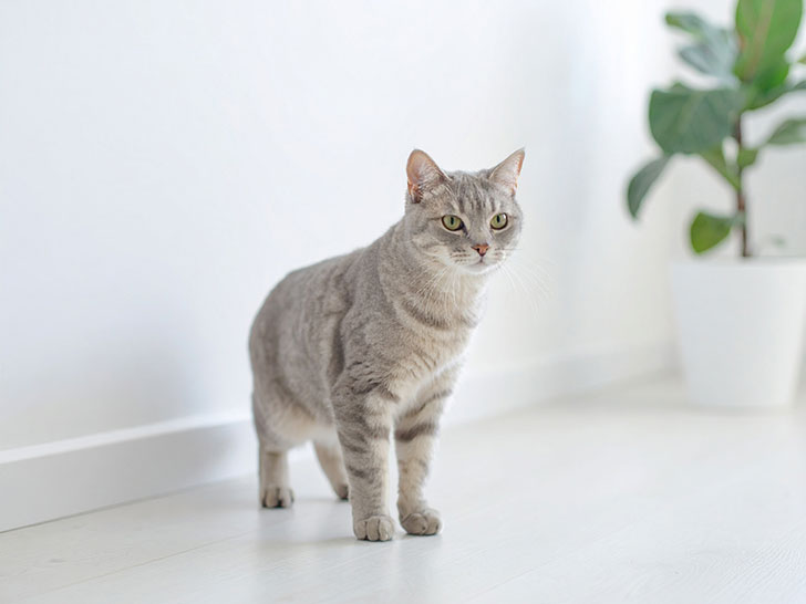 モダンでオシャレな部屋にたたずむ猫