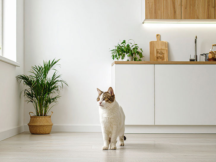 モダンでオシャレな部屋にたたずむ猫