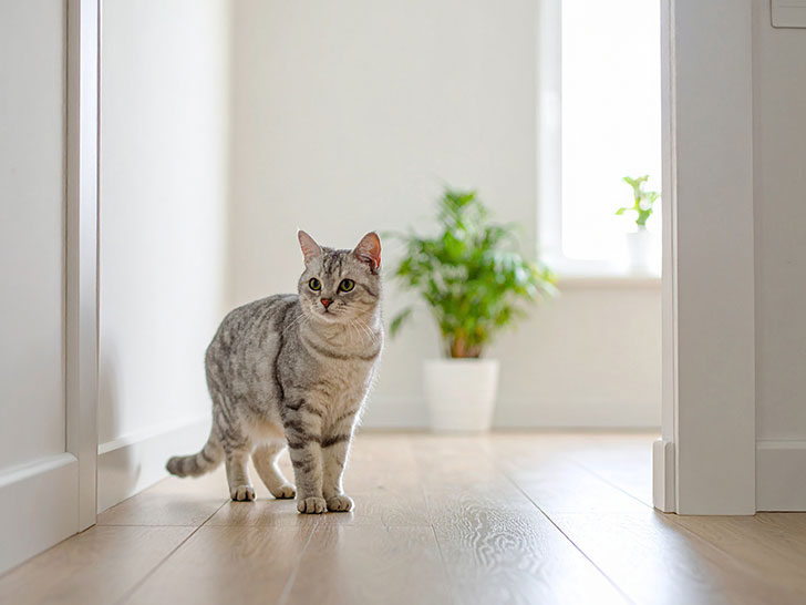 モダンでオシャレな部屋にたたずむ猫