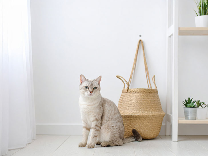 モダンでオシャレな部屋にたたずむ猫