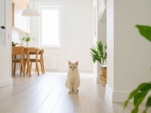 モダンでオシャレな部屋にたたずむ猫