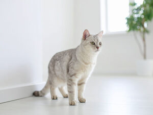 モダンでオシャレな部屋にたたずむ猫