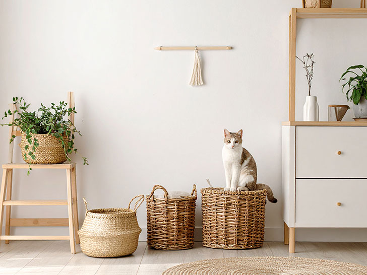 モダンでオシャレな部屋にたたずむ猫