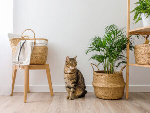 モダンでオシャレな部屋にたたずむ猫