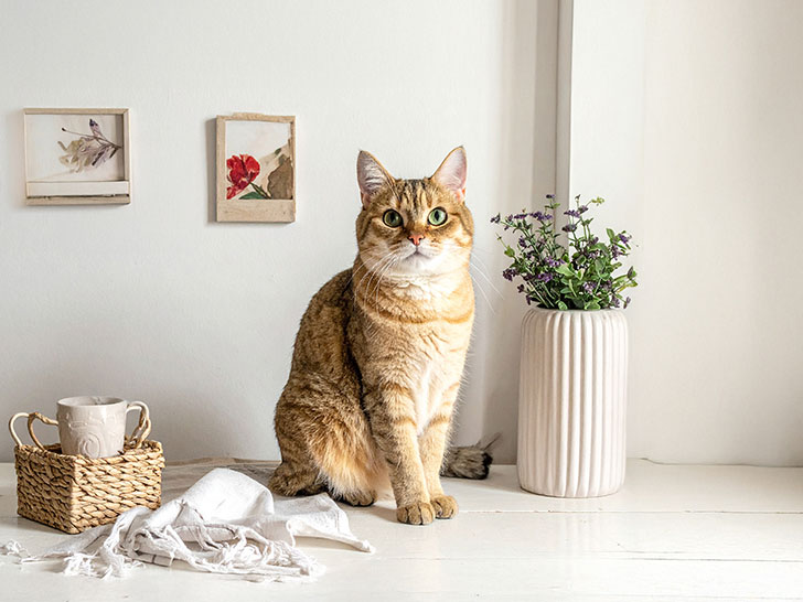 モダンでオシャレな部屋にたたずむ猫