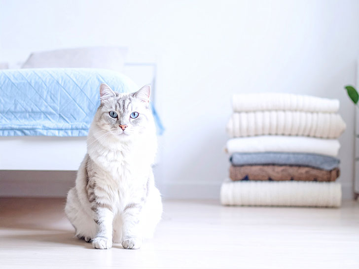 モダンでオシャレな部屋にたたずむ猫