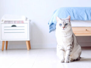 モダンでオシャレな部屋にたたずむ猫