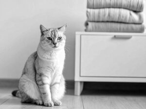 モダンでオシャレな部屋にたたずむ猫