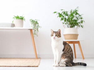 モダンでオシャレな部屋にたたずむ猫