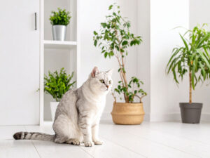 モダンでオシャレな部屋にたたずむ猫