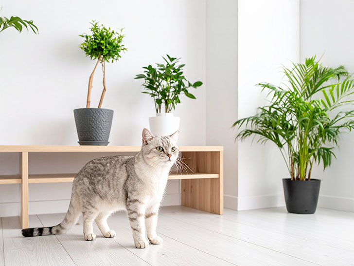 モダンでオシャレな部屋にたたずむ猫