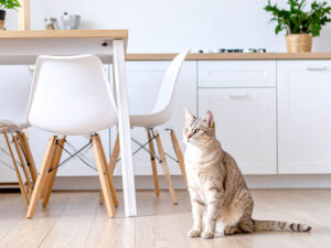 モダンでオシャレな部屋にたたずむ猫