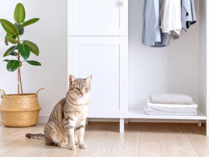 モダンでオシャレな部屋にたたずむ猫