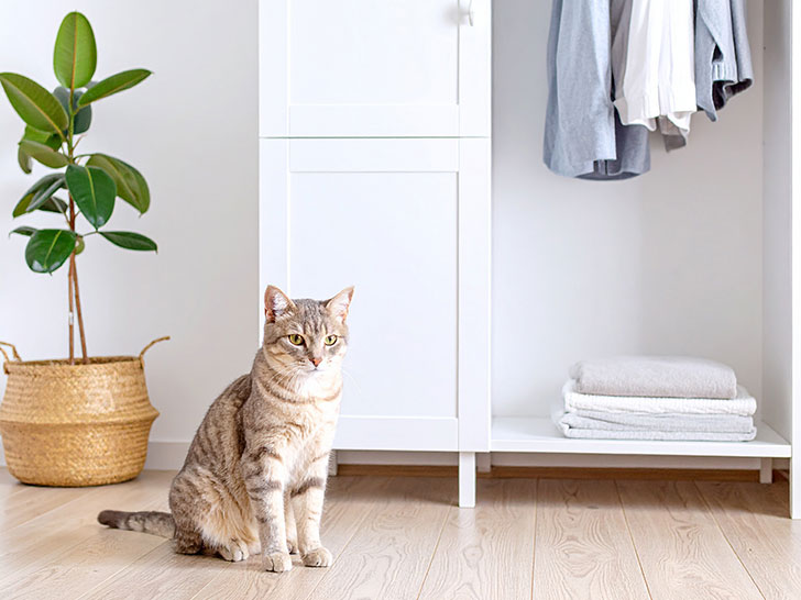 モダンでオシャレな部屋にたたずむ猫