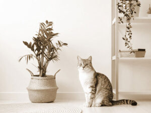 モダンでオシャレな部屋にたたずむ猫