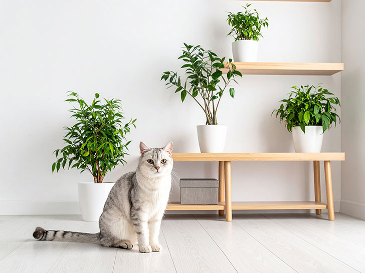 モダンでオシャレな部屋にたたずむ猫