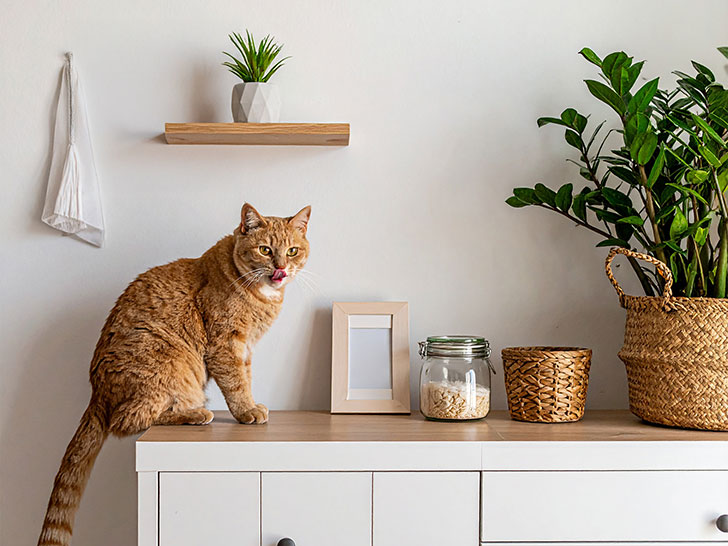 モダンでオシャレな部屋にたたずむ猫