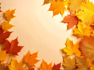 白い背景に置かれた色とりどりの落ち葉