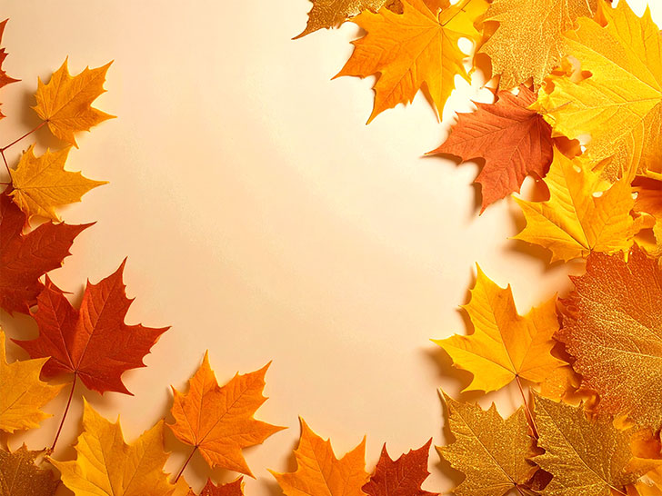 白い背景に置かれた色とりどりの落ち葉