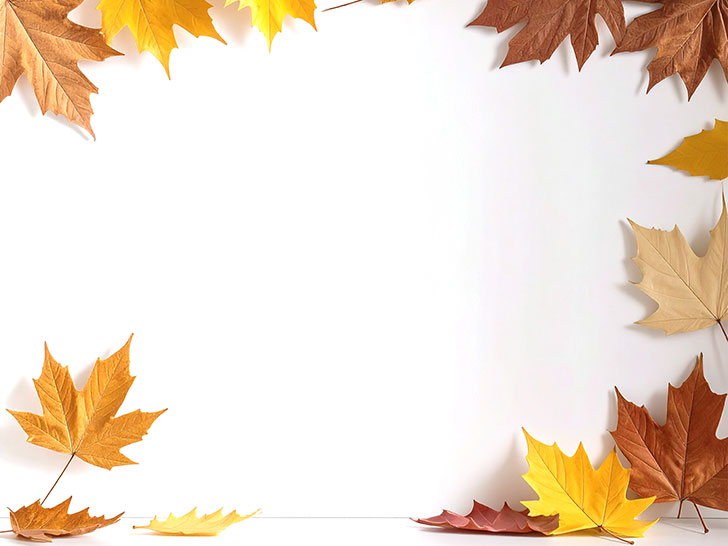 白い背景に置かれた色とりどりの落ち葉