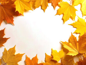 白い背景に置かれた色とりどりの落ち葉