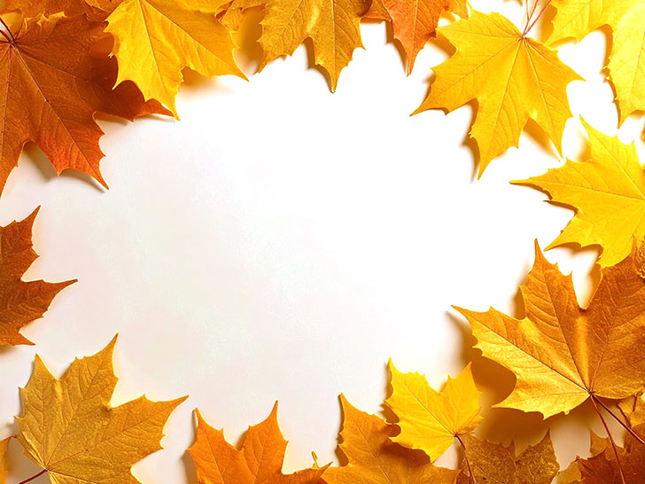 白い背景に置かれた色とりどりの落ち葉