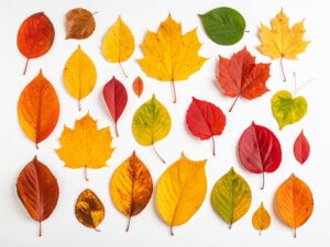 白い背景に置かれた色とりどりの落ち葉