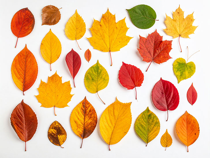 白い背景に置かれた色とりどりの落ち葉