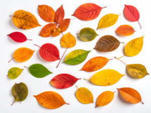 白い背景に置かれた色とりどりの落ち葉