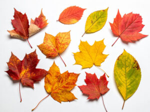 白い背景に置かれた色とりどりの落ち葉