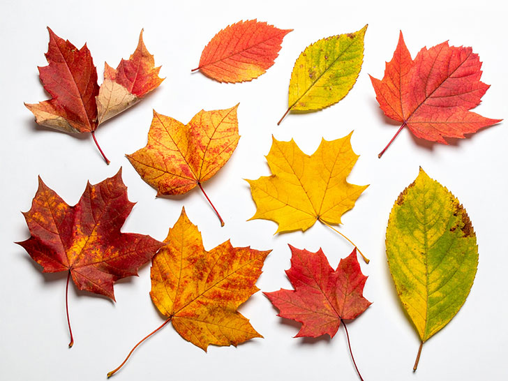 白い背景に置かれた色とりどりの落ち葉