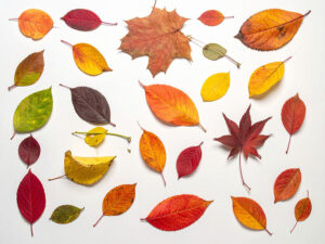白い背景に置かれた色とりどりの落ち葉