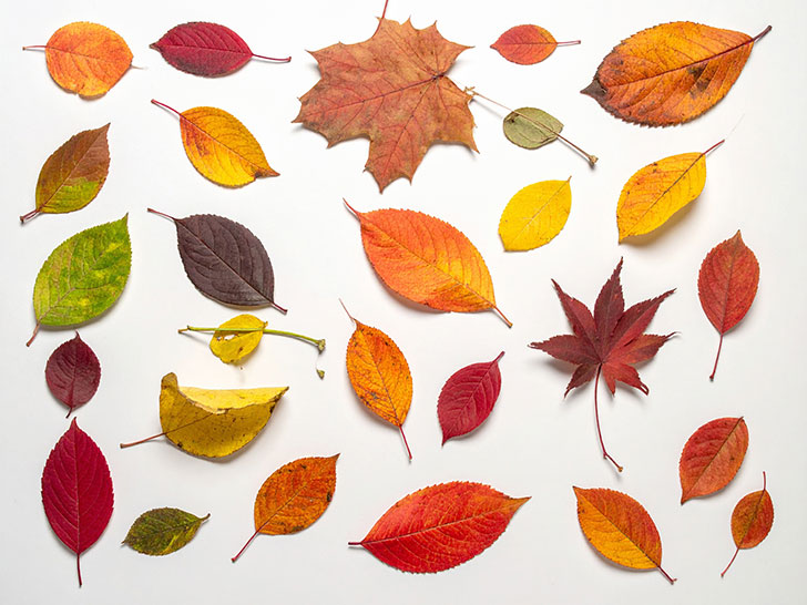 白い背景に置かれた色とりどりの落ち葉