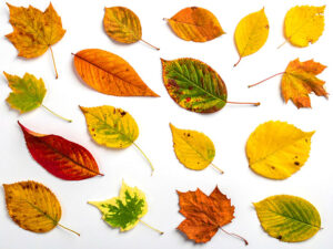 白い背景に置かれた色とりどりの落ち葉