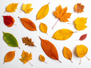 白い背景に置かれた色とりどりの落ち葉