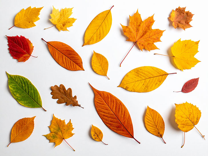 白い背景に置かれた色とりどりの落ち葉