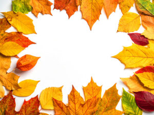 白い背景に置かれた色とりどりの落ち葉