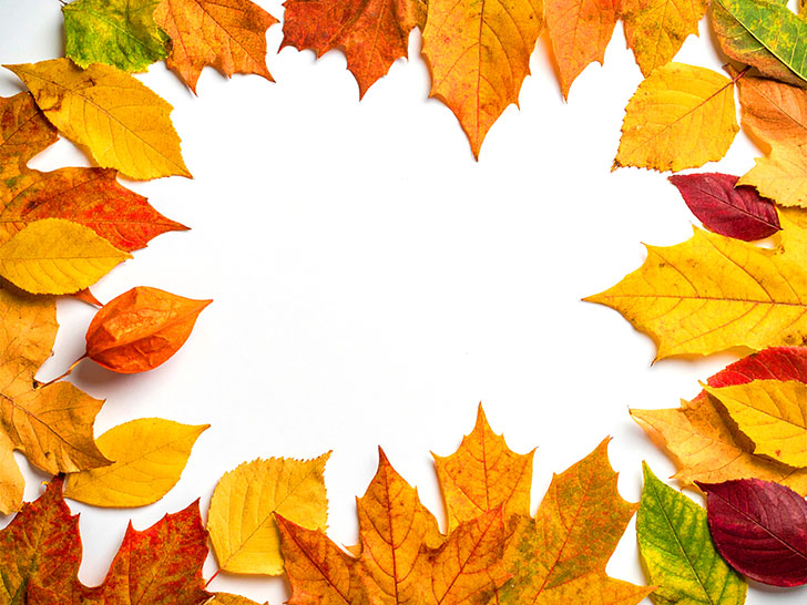 白い背景に置かれた色とりどりの落ち葉