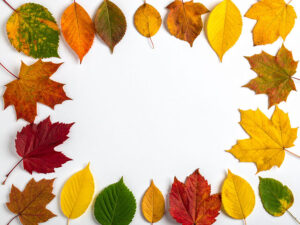 白い背景に置かれた色とりどりの落ち葉