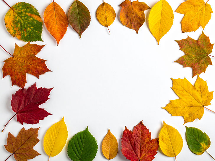白い背景に置かれた色とりどりの落ち葉