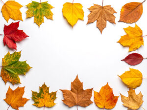 白い背景に置かれた色とりどりの落ち葉