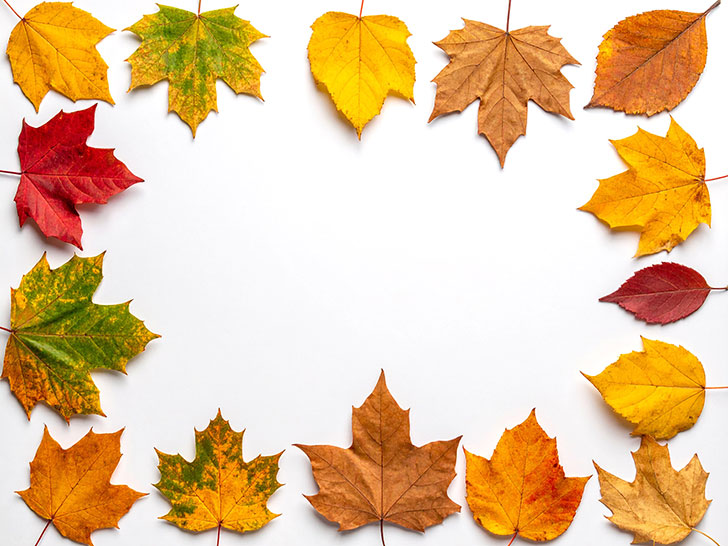 白い背景に置かれた色とりどりの落ち葉