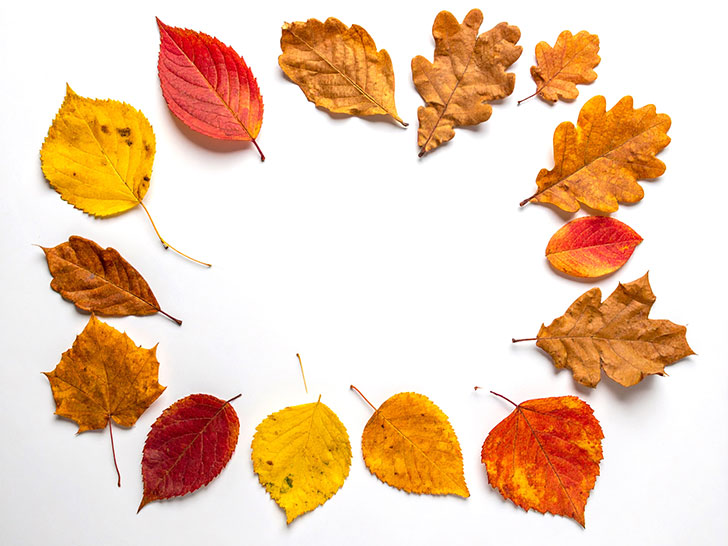 白い背景に置かれた色とりどりの落ち葉