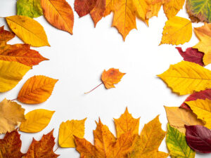 白い背景に置かれた色とりどりの落ち葉