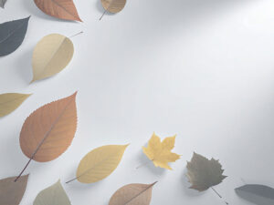 白い背景に置かれた色とりどりの落ち葉