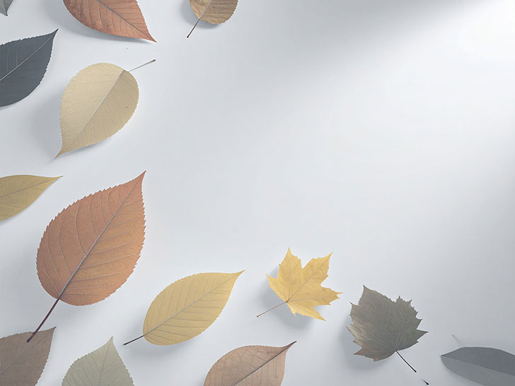 白い背景に置かれた色とりどりの落ち葉