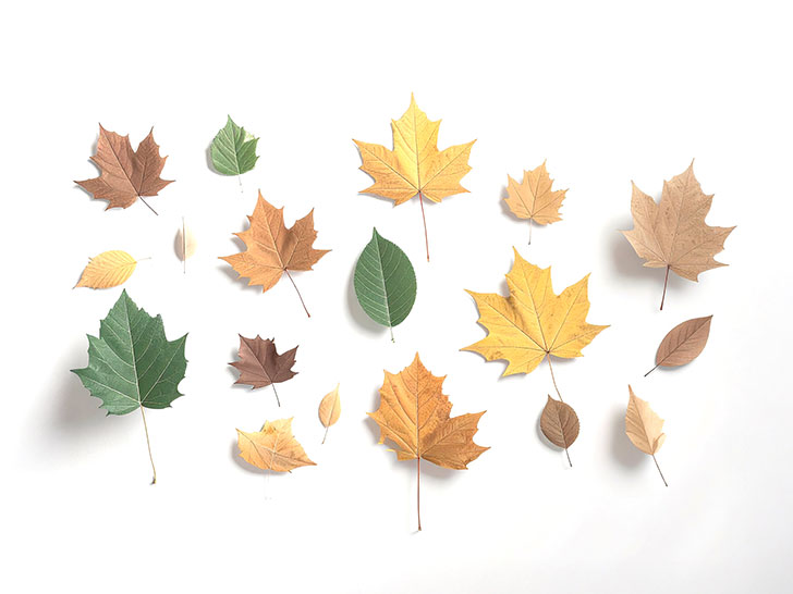 白い背景に置かれた色とりどりの落ち葉